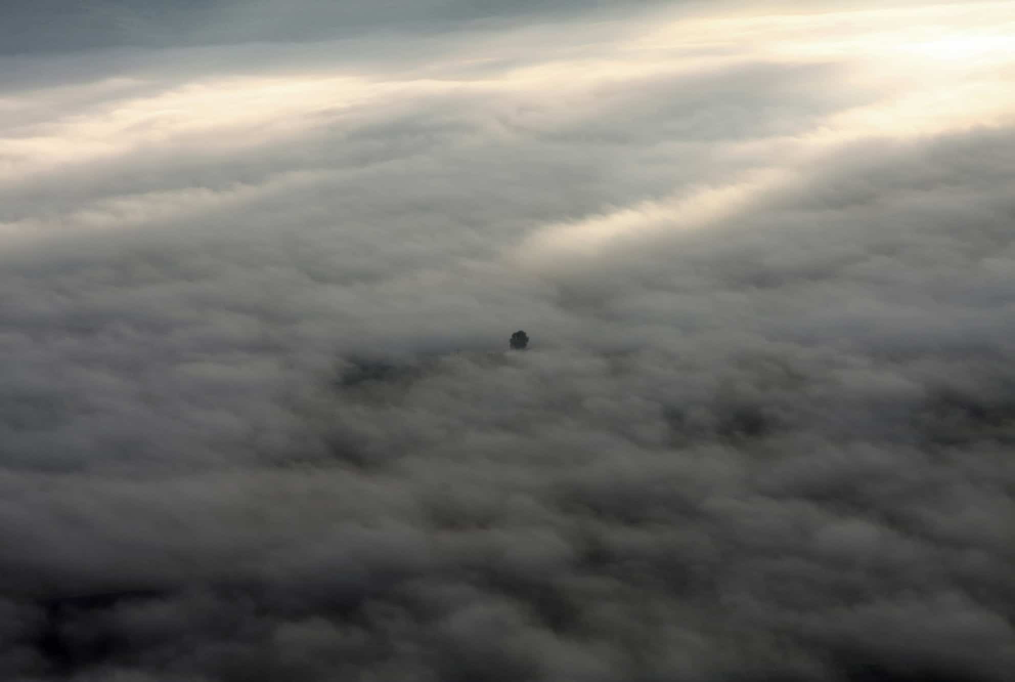 Tree. Ramot-Naftali. 78x52.5 cm