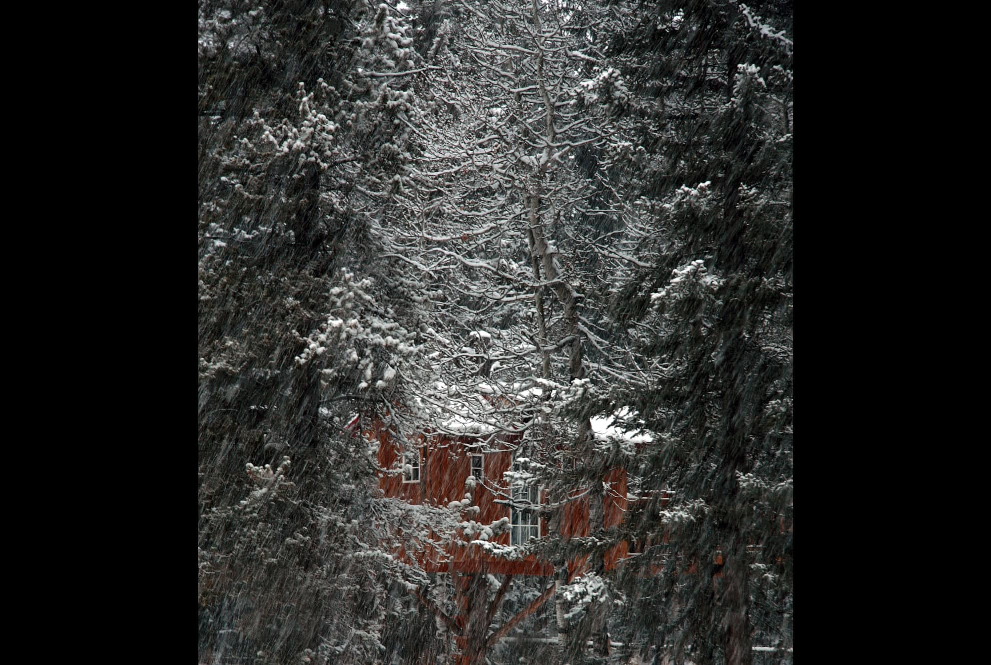 Forest dwelling. 56x81.5cm